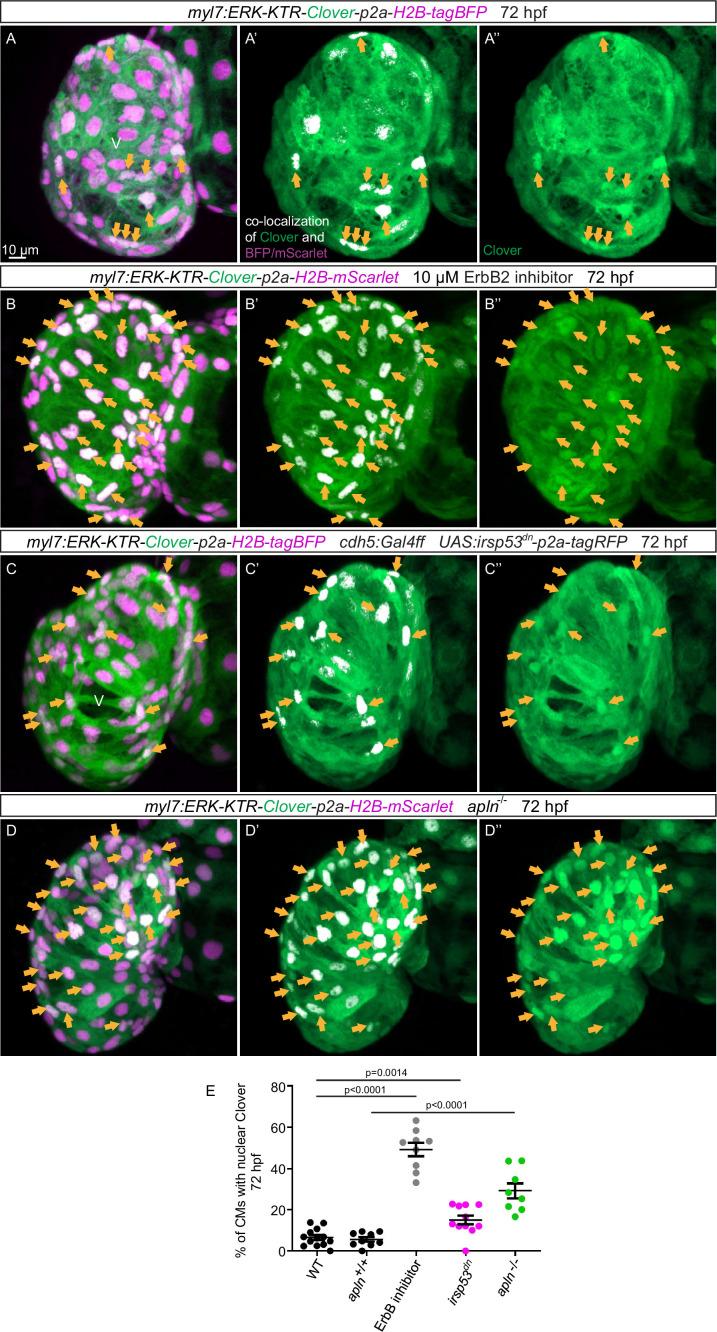 https://cdn.ncbi.nlm.nih.gov/pmc/blobs/89ce/8916774/69925ee9cb96/elife-73231-fig6.jpg