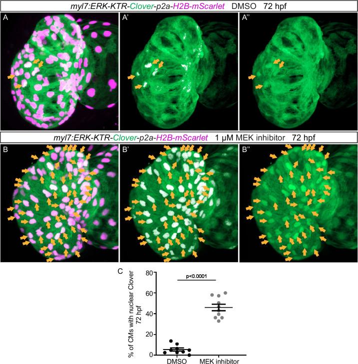 https://cdn.ncbi.nlm.nih.gov/pmc/blobs/89ce/8916774/e55597a918b4/elife-73231-fig6-figsupp1.jpg