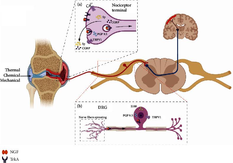 https://cdn.ncbi.nlm.nih.gov/pmc/blobs/89d6/10896652/19cbd0234367/PRM2024-1552594.001.jpg