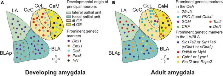 https://cdn.ncbi.nlm.nih.gov/pmc/blobs/89d7/10899328/8526fe1400a2/fnmol-17-1364268-g001.jpg