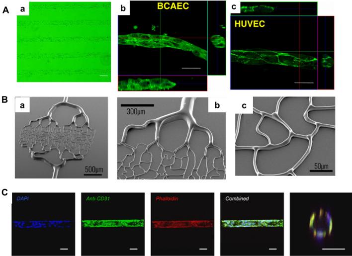 https://cdn.ncbi.nlm.nih.gov/pmc/blobs/89d8/10908775/50a706cc0f57/40580_2024_416_Fig2_HTML.jpg