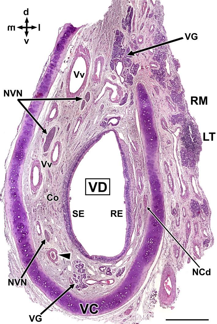 https://cdn.ncbi.nlm.nih.gov/pmc/blobs/89d8/11161832/13d8d54a649e/JOA-245-109-g017.jpg