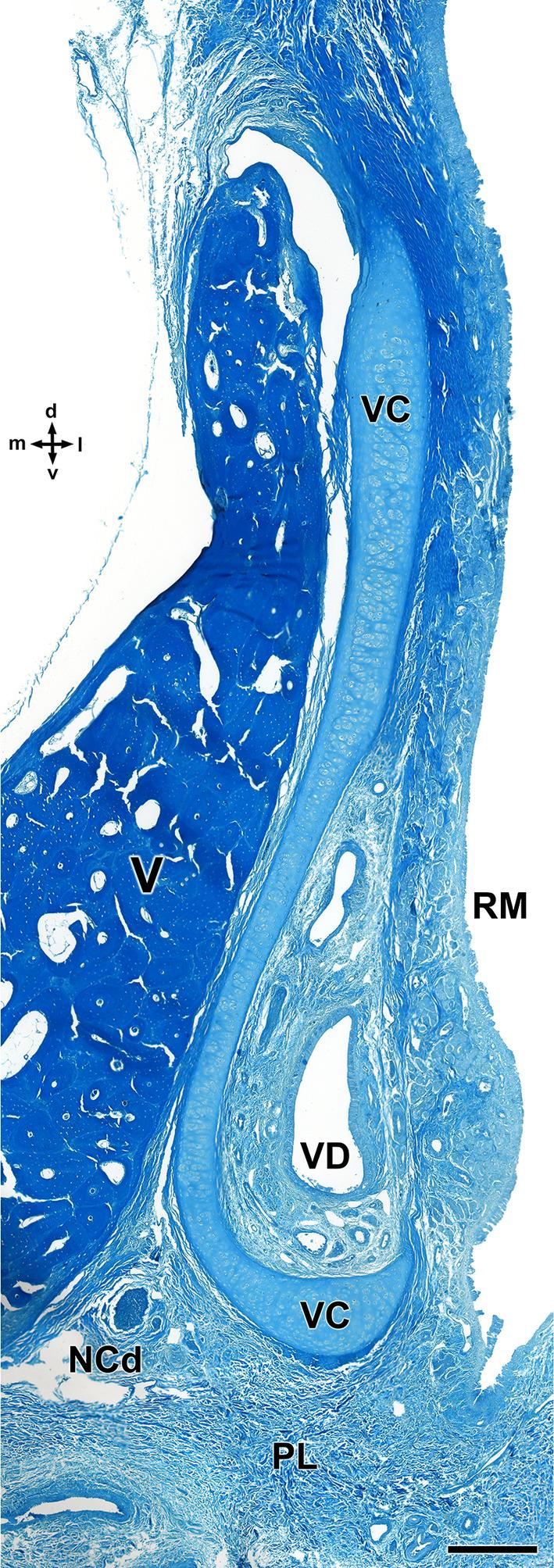 https://cdn.ncbi.nlm.nih.gov/pmc/blobs/89d8/11161832/874b2912f8b0/JOA-245-109-g014.jpg