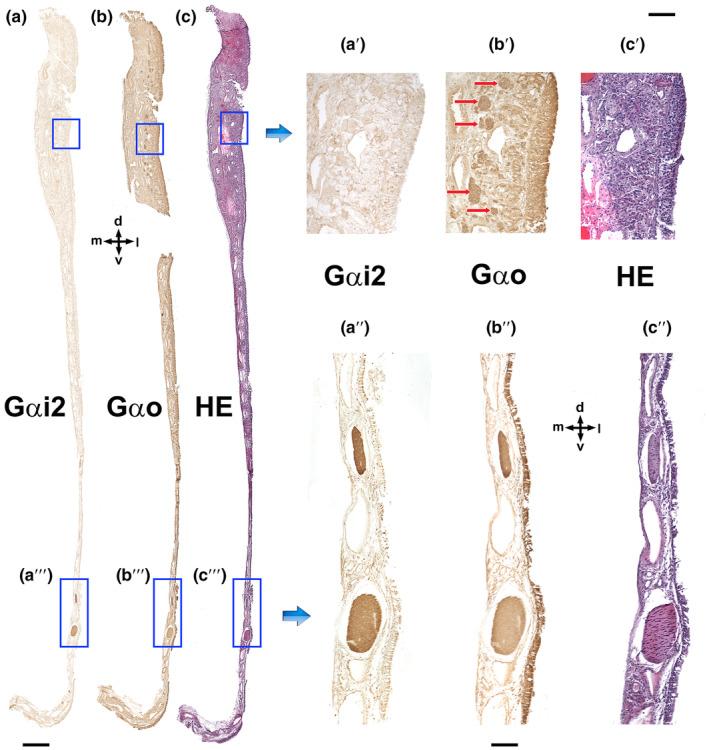https://cdn.ncbi.nlm.nih.gov/pmc/blobs/89d8/11161832/b1729483ce4e/JOA-245-109-g001.jpg