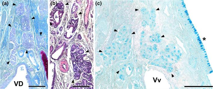 https://cdn.ncbi.nlm.nih.gov/pmc/blobs/89d8/11161832/e7b890b173bd/JOA-245-109-g020.jpg