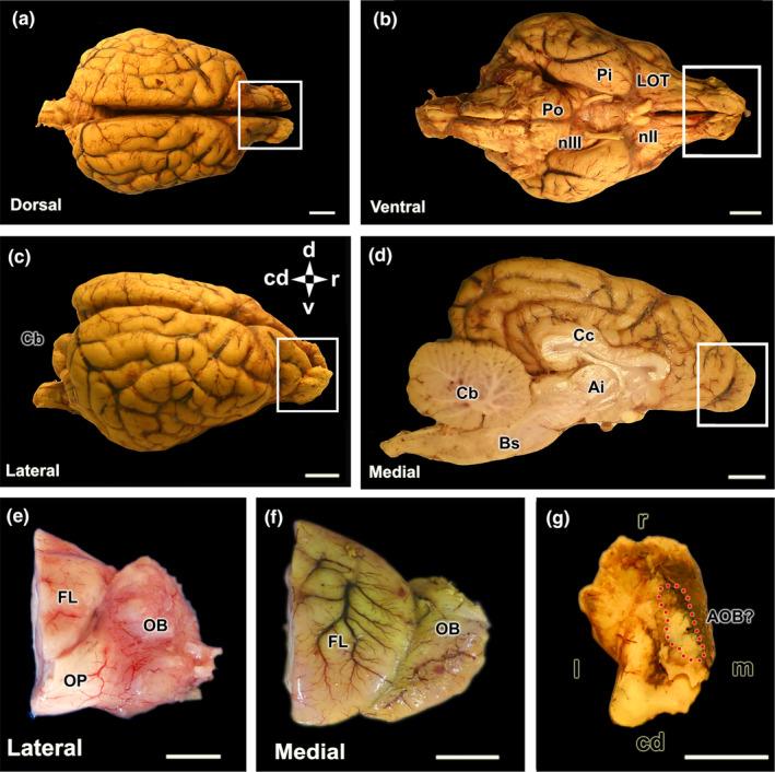 https://cdn.ncbi.nlm.nih.gov/pmc/blobs/89d8/11161832/f4301a321af3/JOA-245-109-g015.jpg