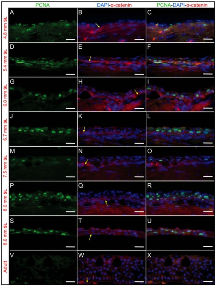 https://cdn.ncbi.nlm.nih.gov/pmc/blobs/89d8/3828764/c3beb2005463/bio-02-11-1179-f03.jpg