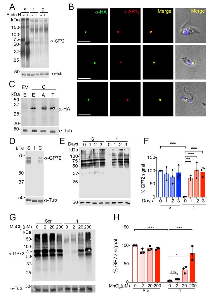 https://cdn.ncbi.nlm.nih.gov/pmc/blobs/89db/7993795/9273fe704293/ppat.1009399.g004.jpg