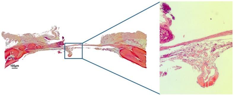 https://cdn.ncbi.nlm.nih.gov/pmc/blobs/89de/6616410/5b77c49f3d3c/jfb-10-00021-g004.jpg
