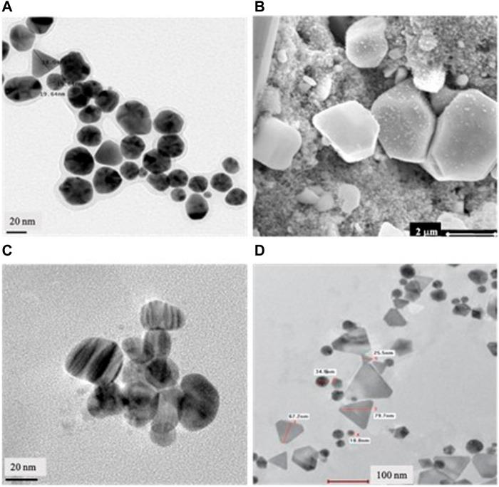 https://cdn.ncbi.nlm.nih.gov/pmc/blobs/89e5/11341498/30614e3c3a47/fphar-15-1440116-g003.jpg