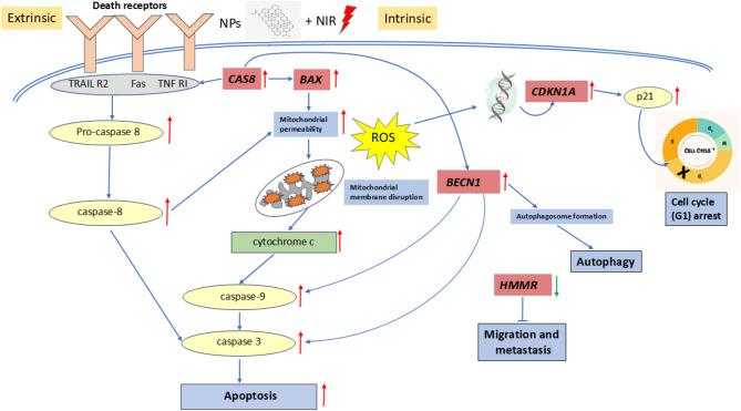 https://cdn.ncbi.nlm.nih.gov/pmc/blobs/89ec/12049538/4f2efc3c733a/41598_2025_99317_Fig8_HTML.jpg