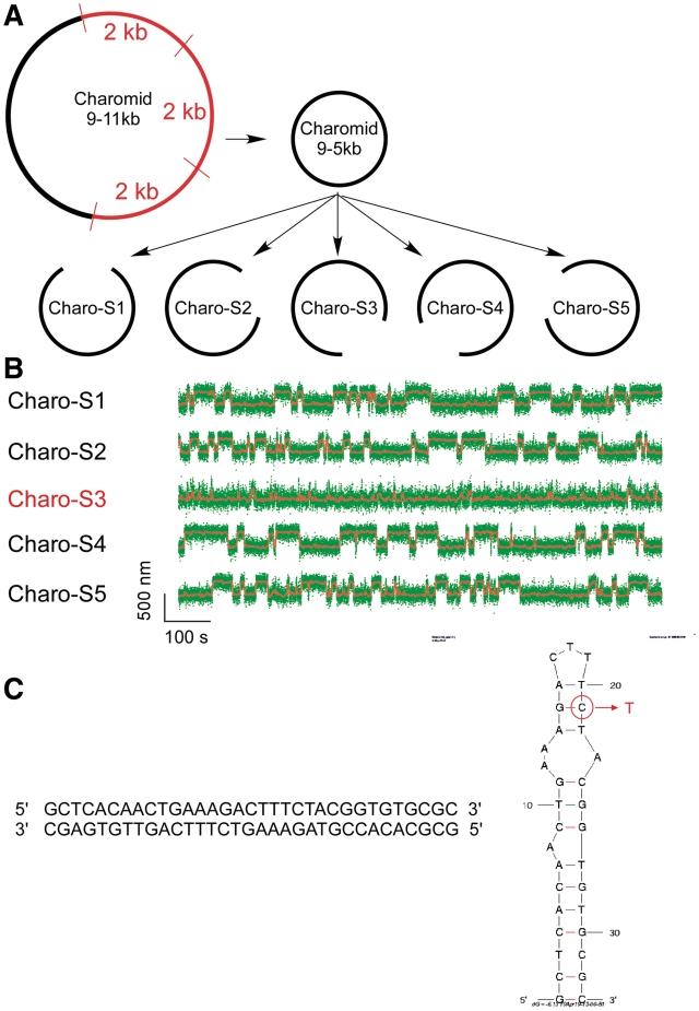 https://cdn.ncbi.nlm.nih.gov/pmc/blobs/89ec/3105387/0137d705f772/gkr008f2.jpg