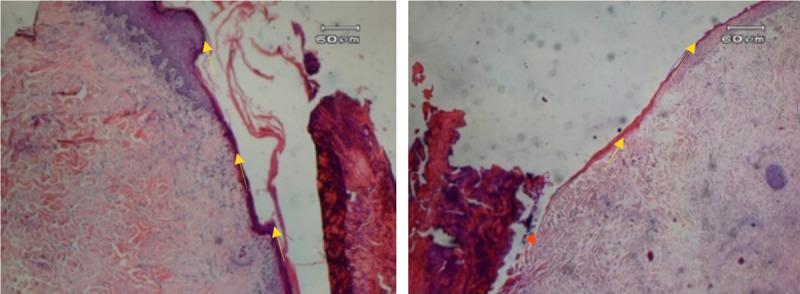 https://cdn.ncbi.nlm.nih.gov/pmc/blobs/89ee/7328870/f065af01f020/swc-32-1-g001.jpg