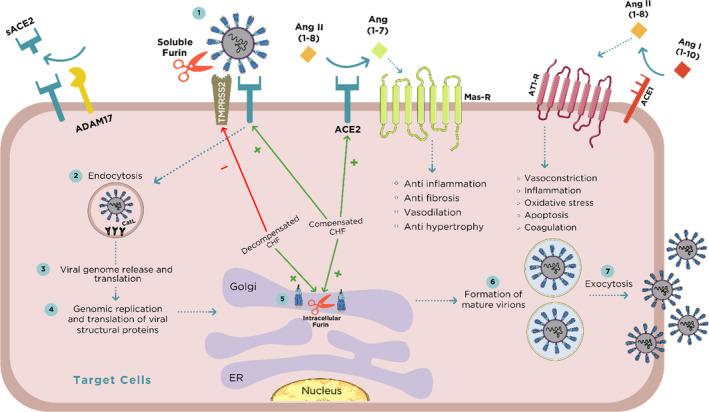 https://cdn.ncbi.nlm.nih.gov/pmc/blobs/89ee/8051748/0b36c04da583/JCMM-25-3840-g005.jpg