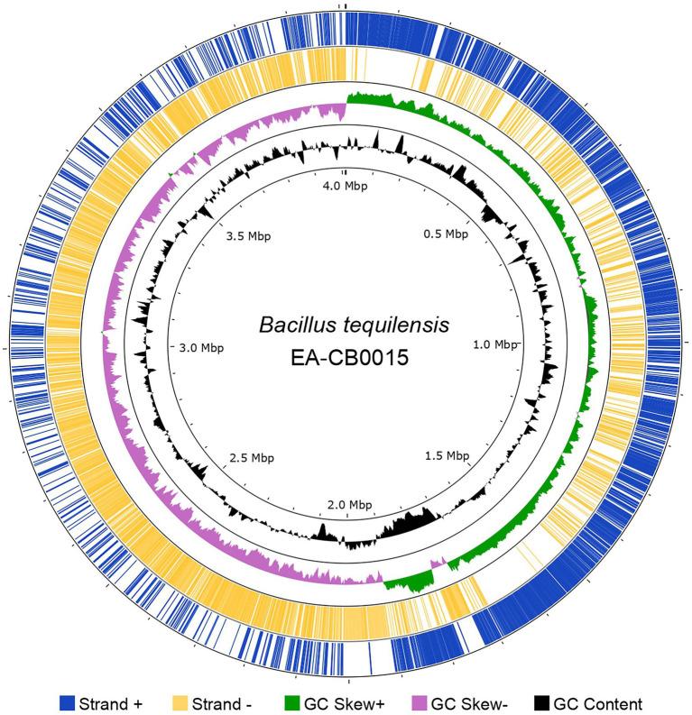 https://cdn.ncbi.nlm.nih.gov/pmc/blobs/89ef/10083409/cbfdf844d74e/fmicb-14-1135487-g001.jpg