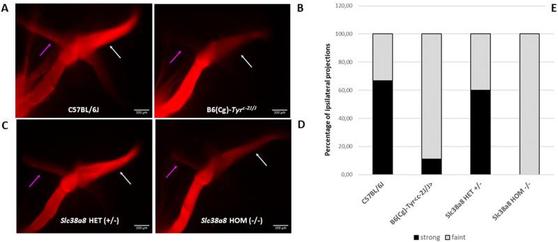 https://cdn.ncbi.nlm.nih.gov/pmc/blobs/89f1/10599165/1392ad699993/iovs-64-13-32-f006.jpg