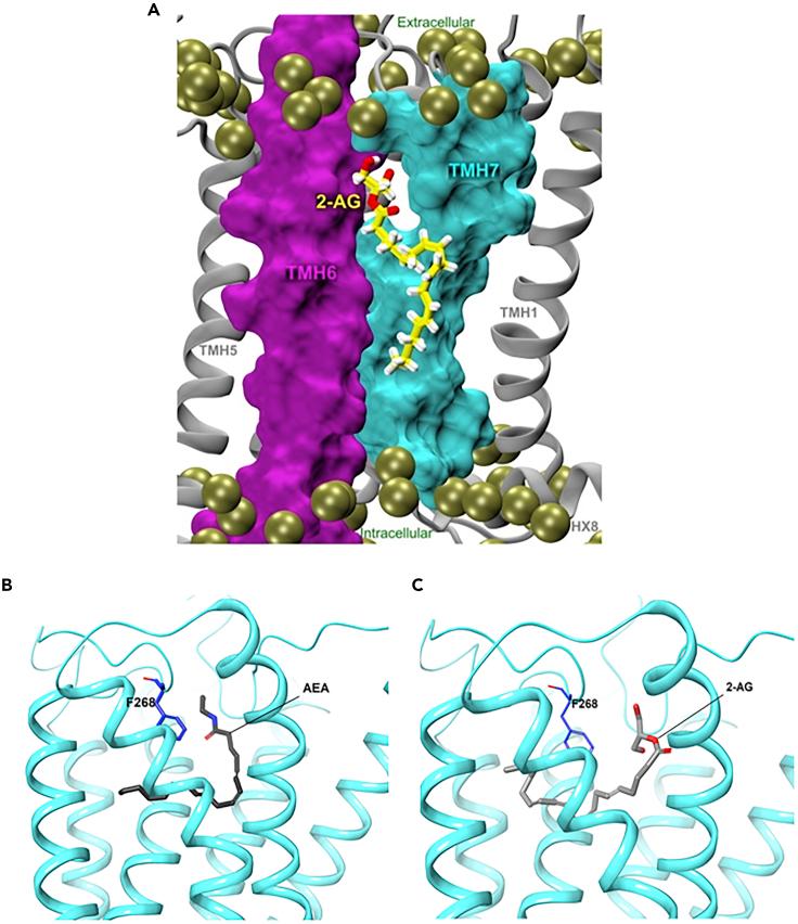 https://cdn.ncbi.nlm.nih.gov/pmc/blobs/89f2/7339067/ceaf4c8ff0d6/gr11.jpg