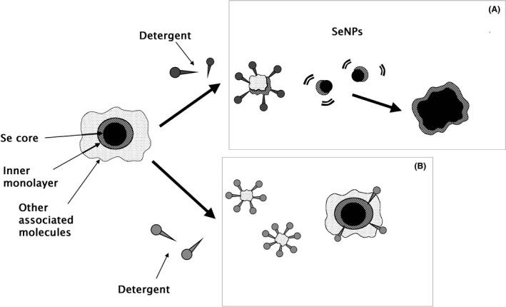 https://cdn.ncbi.nlm.nih.gov/pmc/blobs/89f5/7888468/815399bbe23e/MBT2-14-198-g006.jpg