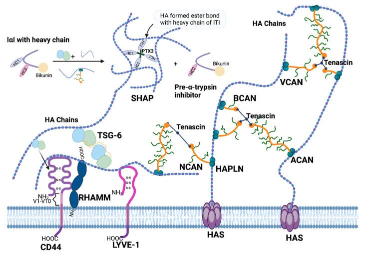 https://cdn.ncbi.nlm.nih.gov/pmc/blobs/89f6/11119954/3160ff53dce8/cancers-16-01907-g003.jpg