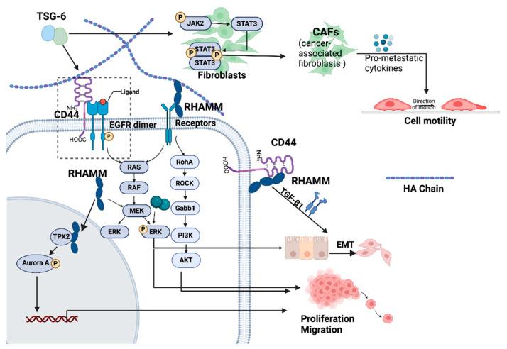 https://cdn.ncbi.nlm.nih.gov/pmc/blobs/89f6/11119954/eeb71b3323fd/cancers-16-01907-g005.jpg
