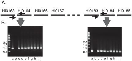https://cdn.ncbi.nlm.nih.gov/pmc/blobs/89f8/3187821/707925a85d05/pone.0025923.g002.jpg