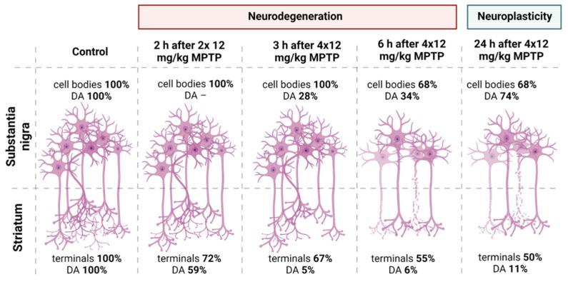 https://cdn.ncbi.nlm.nih.gov/pmc/blobs/89fa/9221104/56fd4a3034d1/brainsci-12-00779-g007.jpg