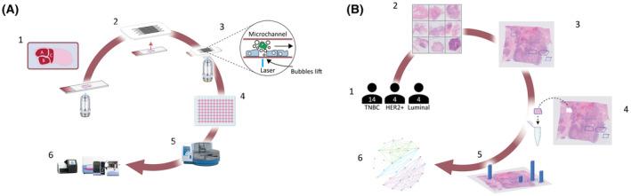 https://cdn.ncbi.nlm.nih.gov/pmc/blobs/89ff/10552887/23f897079454/MOL2-17-1953-g004.jpg