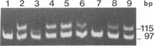 https://cdn.ncbi.nlm.nih.gov/pmc/blobs/8a04/240437/44e54770d8da/jvirol00043-0507-c.jpg