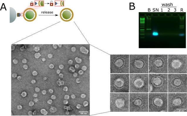 https://cdn.ncbi.nlm.nih.gov/pmc/blobs/8a07/11525534/0b6258fd9c6f/ao4c05297_0002.jpg