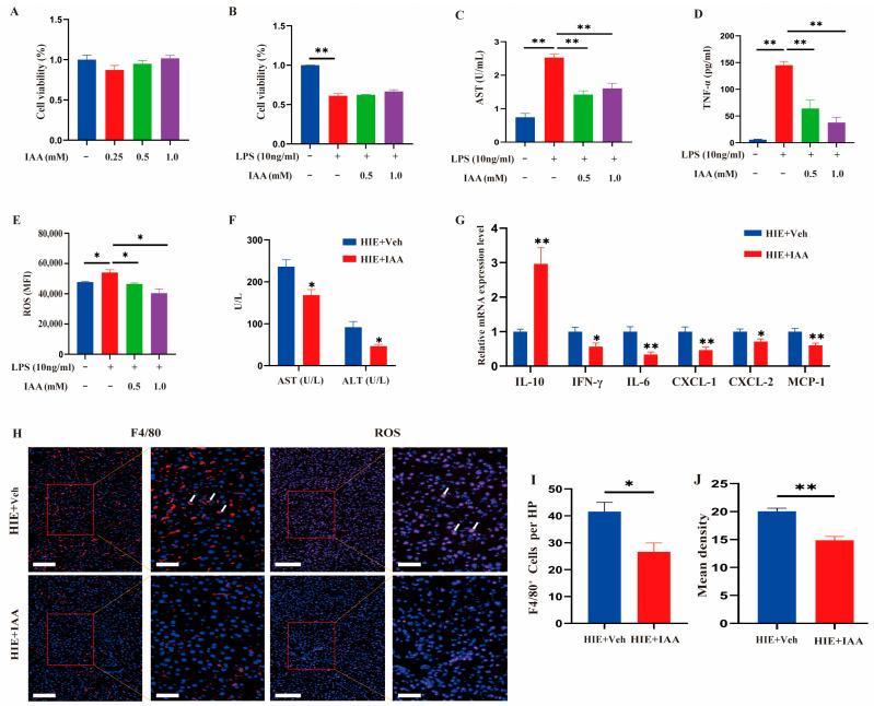 https://cdn.ncbi.nlm.nih.gov/pmc/blobs/8a09/12026455/9997dc24b409/cells-14-00605-g007.jpg