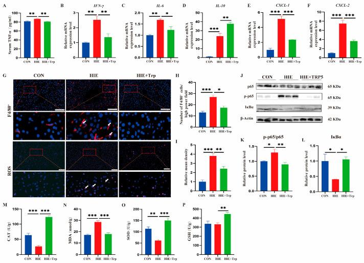 https://cdn.ncbi.nlm.nih.gov/pmc/blobs/8a09/12026455/a0a471d1345d/cells-14-00605-g004.jpg