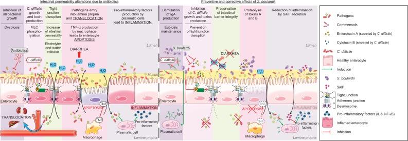https://cdn.ncbi.nlm.nih.gov/pmc/blobs/8a09/6375115/01d078db256f/ceg-12-067Fig2.jpg