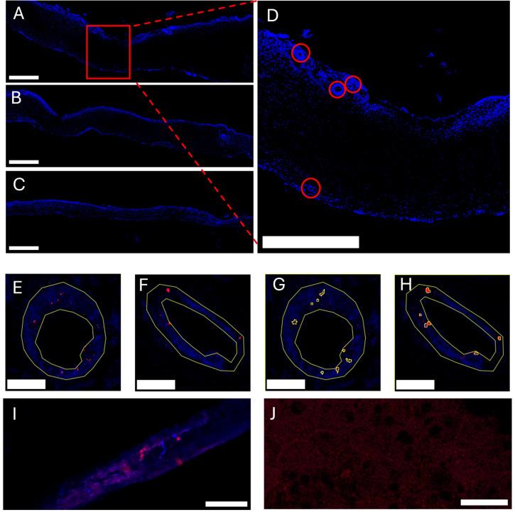https://cdn.ncbi.nlm.nih.gov/pmc/blobs/8a12/12347163/a5c05e0d7eb1/ijms-26-07653-g006.jpg