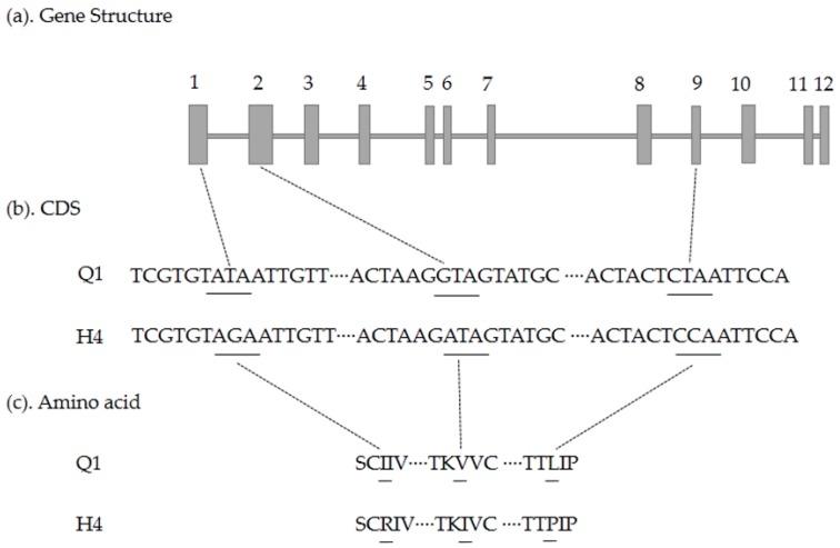 https://cdn.ncbi.nlm.nih.gov/pmc/blobs/8a13/5983590/267b6b6a901f/ijms-19-01493-g007.jpg