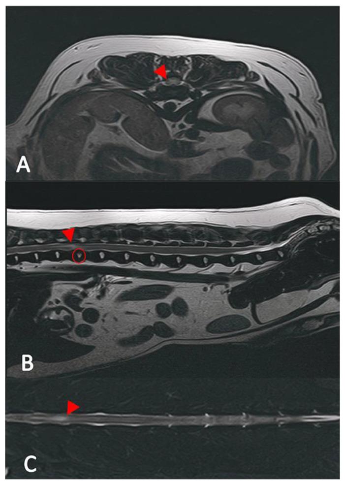 https://cdn.ncbi.nlm.nih.gov/pmc/blobs/8a14/11946308/8a1ee8d42076/vetsci-12-00287-g001.jpg