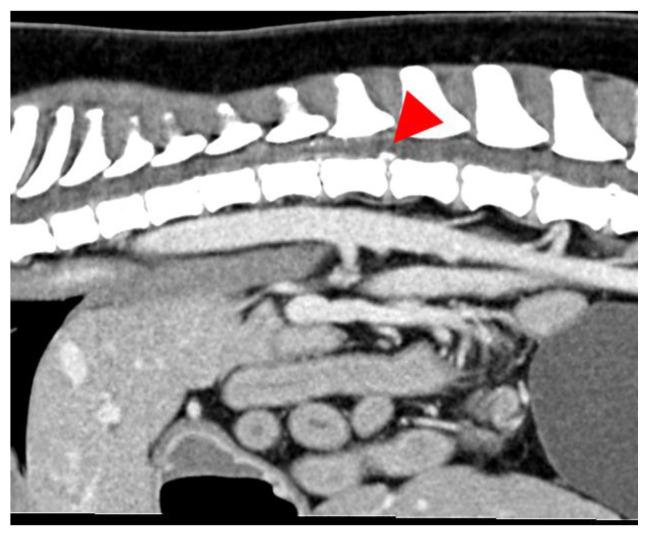 https://cdn.ncbi.nlm.nih.gov/pmc/blobs/8a14/11946308/f0d70d183a1f/vetsci-12-00287-g002.jpg