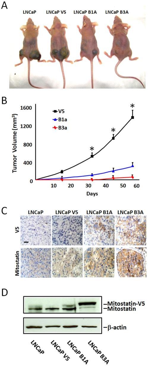https://cdn.ncbi.nlm.nih.gov/pmc/blobs/8a17/3089640/69b9b4c46efd/pone.0019771.g006.jpg