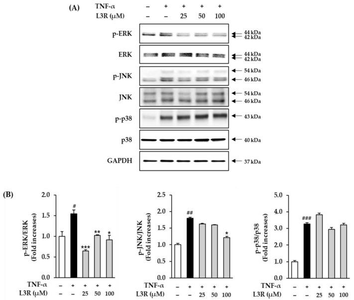 https://cdn.ncbi.nlm.nih.gov/pmc/blobs/8a18/10376084/e45c318bb2d4/antioxidants-12-01432-g007.jpg
