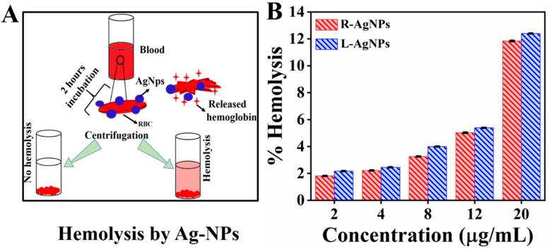 https://cdn.ncbi.nlm.nih.gov/pmc/blobs/8a18/7913007/70baa764e4bb/biomolecules-11-00206-g010.jpg