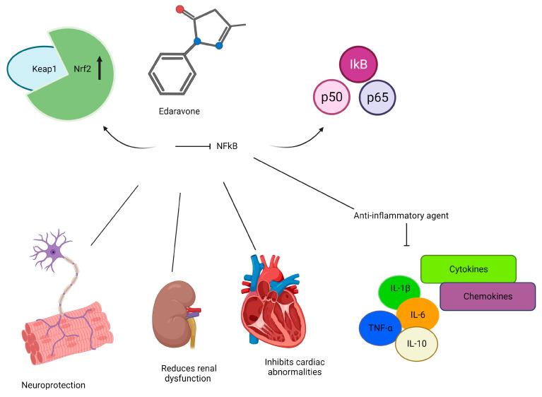 https://cdn.ncbi.nlm.nih.gov/pmc/blobs/8a1c/10855093/40f0acb01577/ijms-25-01633-g003.jpg