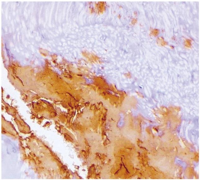 https://cdn.ncbi.nlm.nih.gov/pmc/blobs/8a20/4404532/102104df3640/asj-9-194-g002.jpg