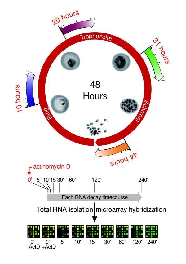 https://cdn.ncbi.nlm.nih.gov/pmc/blobs/8a24/2323219/770717a65751/gb-2007-8-7-r134-2.jpg