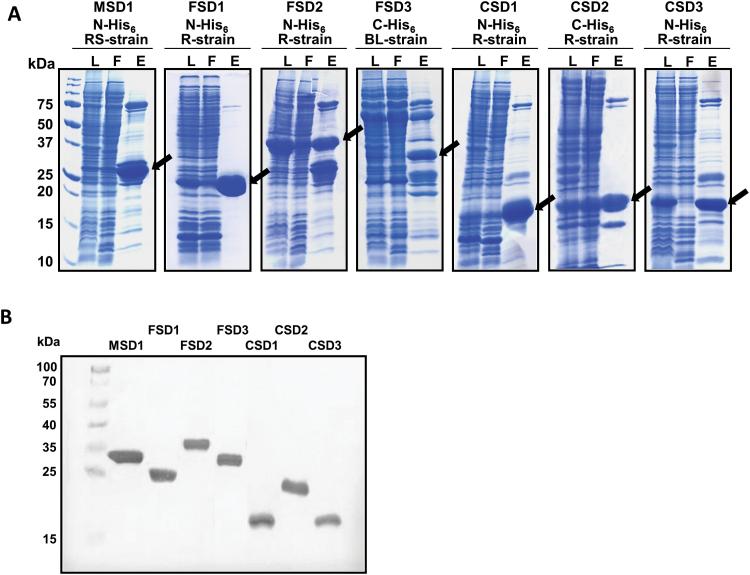 https://cdn.ncbi.nlm.nih.gov/pmc/blobs/8a26/4321555/309f394b4451/exbotj_eru458_f0001.jpg