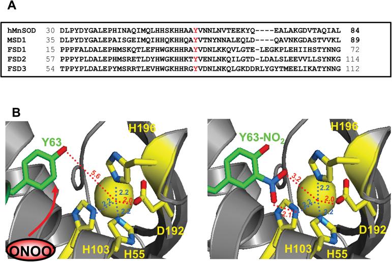 https://cdn.ncbi.nlm.nih.gov/pmc/blobs/8a26/4321555/30e8ad360d3f/exbotj_eru458_f0008.jpg