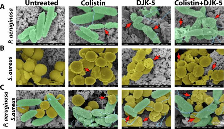 https://cdn.ncbi.nlm.nih.gov/pmc/blobs/8a27/11711674/e4b8453fc45a/41522_2024_637_Fig6_HTML.jpg