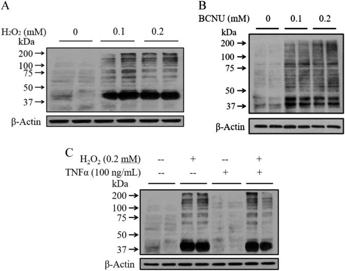 https://cdn.ncbi.nlm.nih.gov/pmc/blobs/8a29/5938004/2234f9a9da41/12276_2017_13_Fig4_HTML.jpg