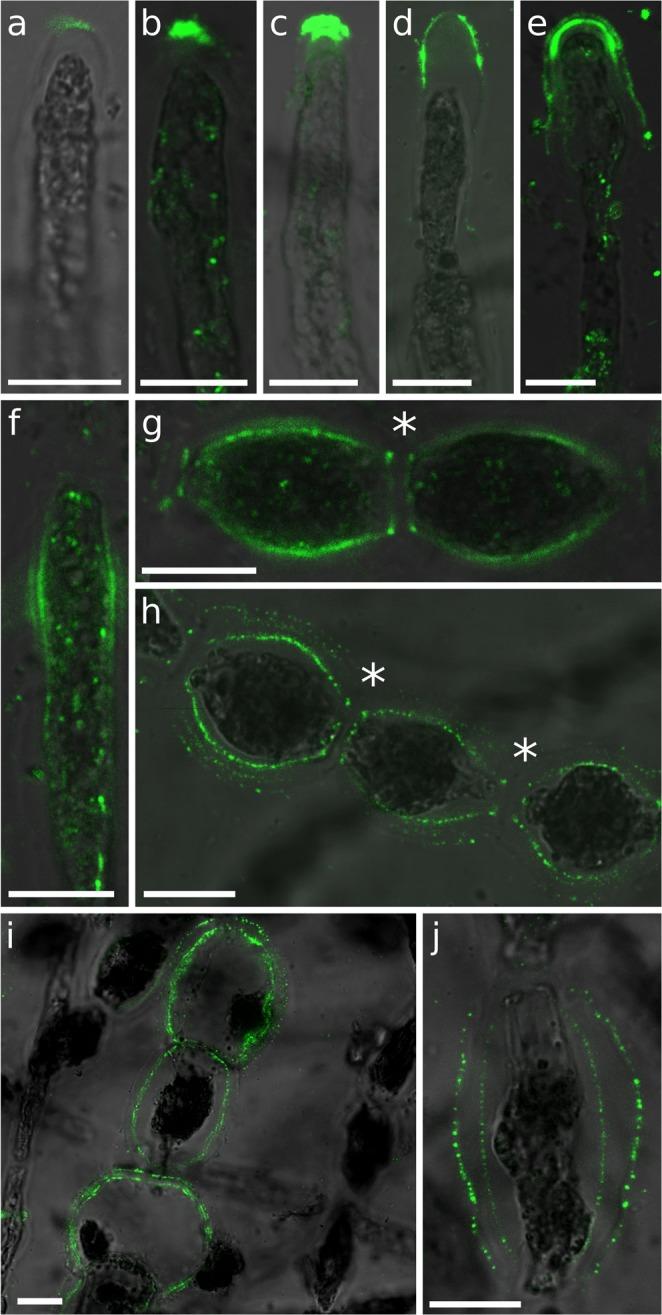 https://cdn.ncbi.nlm.nih.gov/pmc/blobs/8a29/6736953/44c6e956d1e2/41598_2019_49427_Fig3_HTML.jpg