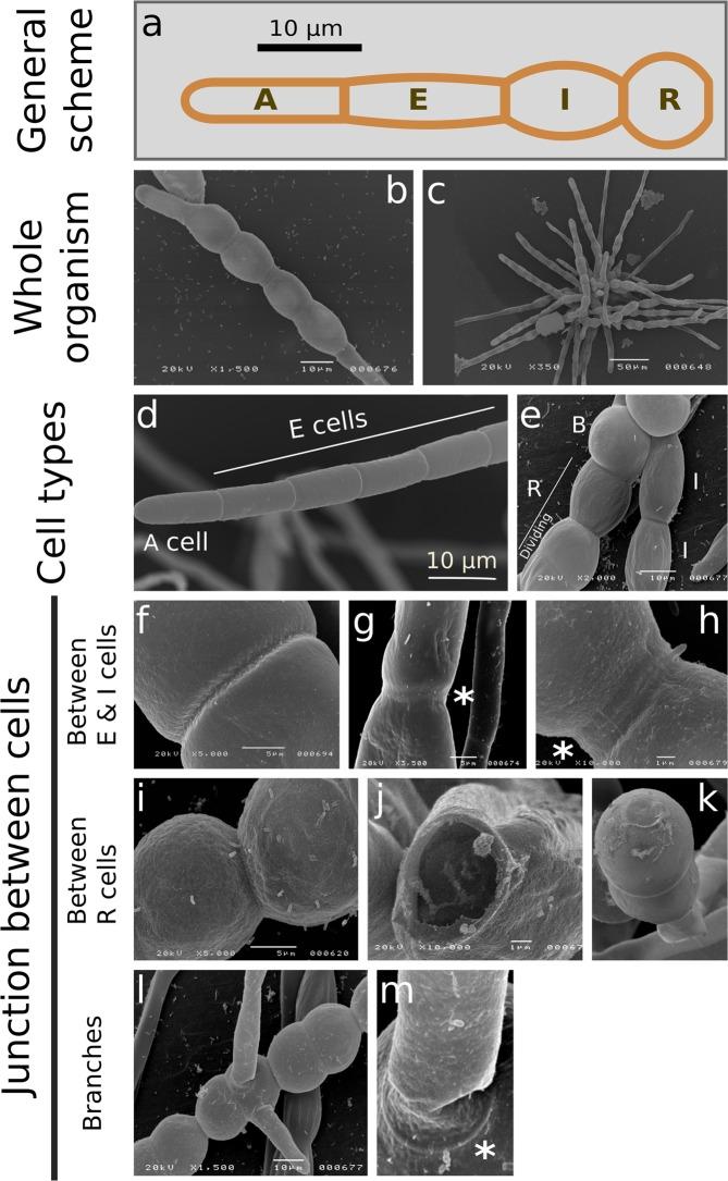 https://cdn.ncbi.nlm.nih.gov/pmc/blobs/8a29/6736953/58870b730522/41598_2019_49427_Fig1_HTML.jpg