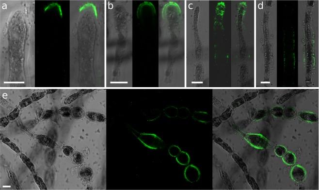 https://cdn.ncbi.nlm.nih.gov/pmc/blobs/8a29/6736953/e9800c712142/41598_2019_49427_Fig2_HTML.jpg