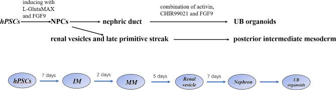 https://cdn.ncbi.nlm.nih.gov/pmc/blobs/8a2b/11165752/6942e13661b3/12894_2024_1511_Fig2_HTML.jpg